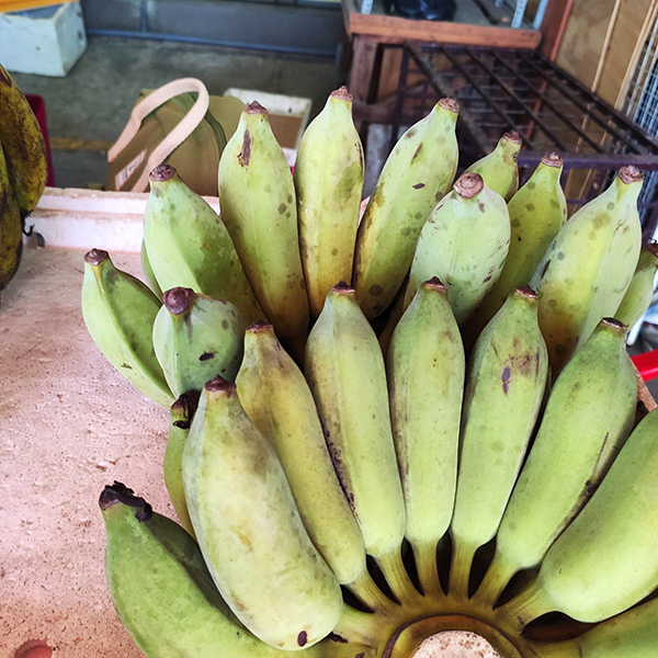 Chuối sứ Bến Tre